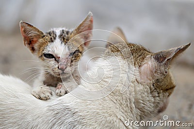 Vagrant sick cats. Homeless wild cats on dirty street in AsiaÂ  Stock Photo